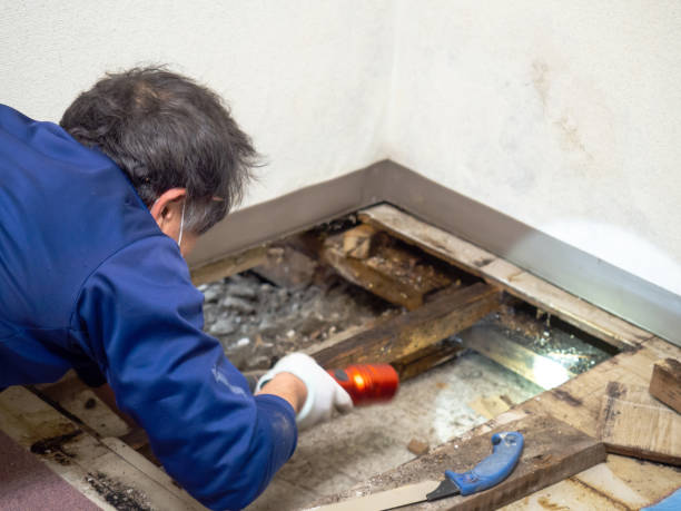 Best Professional Mold Removal  in Cornwall, PA