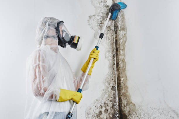Best Toxic Mold Removal  in Cornwall, PA