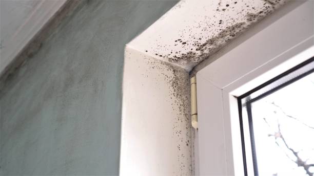 Mold Removal Process in Cornwall, PA