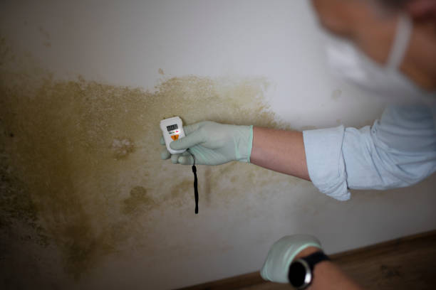 Best Black Mold Removal  in Cornwall, PA