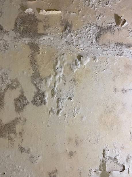 Best Fast Mold Removal  in Cornwall, PA