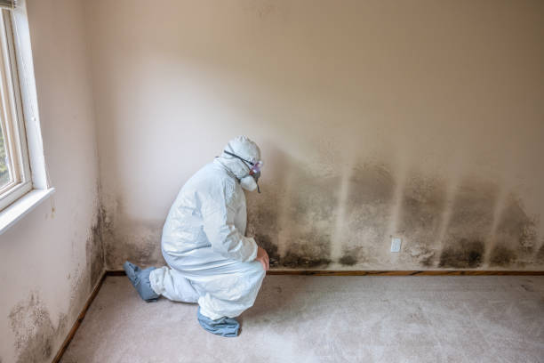 Best Toxic Mold Removal  in Cornwall, PA