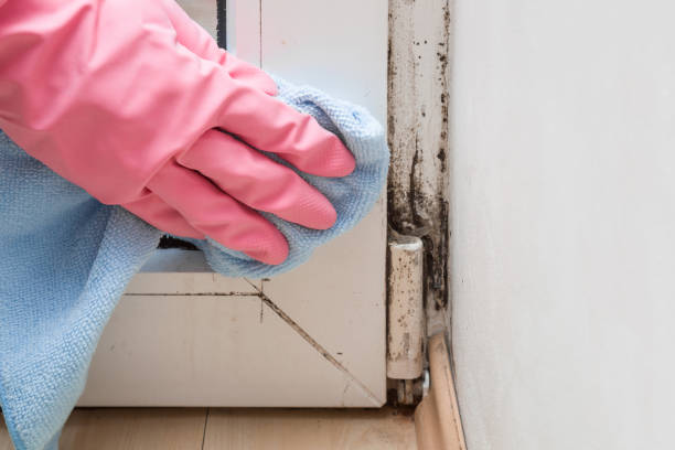 Best Office Mold Removal Services  in Cornwall, PA