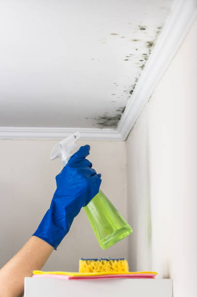 Attic Mold Removal in Cornwall, PA